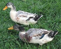 Read on for more information on this versatile breed. Silver Appleyard Ducks
