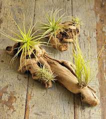 Check spelling or type a new query. 50 Creative Ideas To Display Your Air Plants In A Most Spectacular Way