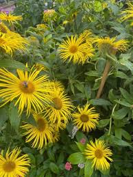 Image result for Inula