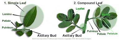 Identify Australian Native Tree Species By Leaf Characteristics Tree Identification Pictures Tree Identification Leaves Plant Classification