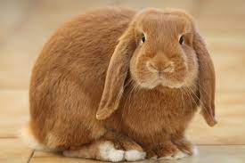 La vita media di un coniglio ariete nano va dai cinque ai dieci anni. Coniglio Ariete Nano Gestione Comportamento Prezzo Cane E Gatto