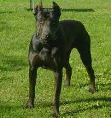 29 Canis Panther Ideas Canis Beautiful Dogs Dog Breeds
