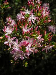 Image result for Tetragonia calycina