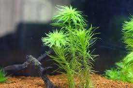 Image result for Syngonanthus exilis