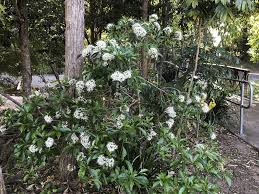 Image result for Pavetta uniflora