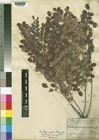 Image result for Amblygonocarpus