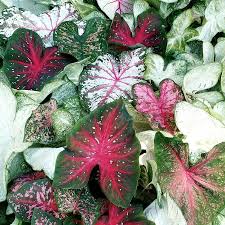 Florida Boys Caladiums: White Christmas, Fancy Leaf Whites, White_Christmas