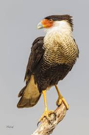 Black And White Hawk Eagle Texas My Best Side Is My Left Birds Of Prey Beautiful Birds Pet Birds