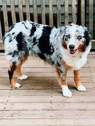 Blue Merle In 2020 Australian Shepherd Blue Merle Puppies