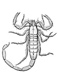 They are able to play games in the nursery like numbers match games and alphabet puzzles and scorpion coloring pages.such a lot of fun they can have and give the other kids. Coloring Page Scorpion Free Printable Coloring Pages Img 12921