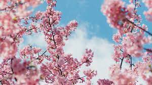Windows 10, windows 8.1, windows 8, windows 7. Cherry Blossom Wallpaper 4k Iphone Novocom Top