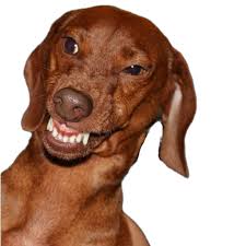 Watch short videos about #cachorros on tiktok. Cachorro Meme