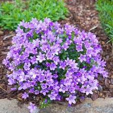 Serbian bellflower plants (campanula poscharskyana) are a great way to add long lasting color to the home landscape.serbian bellflower care is minimal and the occasional pruning needed to keep the bushes tidy is worthwhile when you consider that the blooms last from late spring to fall. Purple Campanula Plants In Stock Shop Online Best Prices