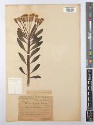 Image result for Kleinia sp.no.1