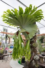 Staghorn fern pups emerge from the base of the mother plant. How To Turn Your House Into A Staghorn Fern Party The Horticult