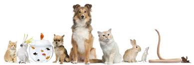 8809 lakeview pkwy, ste 116. Pet Shops Near Me Home Facebook