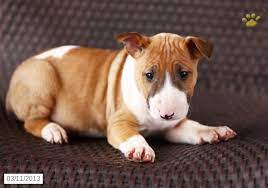 Bull Terrier Puppies For Sale Puppies For Sale Bull Terrier Puppy Puppies