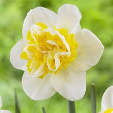 Narcissus Wave