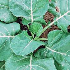 Check spelling or type a new query. How To Grow Collard Greens Gardener S Path
