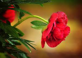 Check spelling or type a new query. Hd Wallpaper Red Peony Flower Nature Flowers Nature And Landscapes Wallpaper Flare