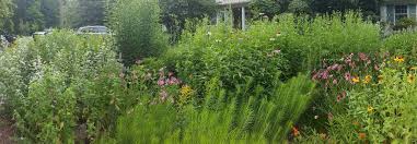 A voice for the natural landscaping movement. Working toward the next four  decades of growing native plants and restoring natura