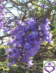 First shake the bottle then place a few drops directly on your tongue morning and night, or as required. Spectacular Nature In Full Glory The Jacaranda Treenaturopath Nutritionist Herbalist Tea Reader
