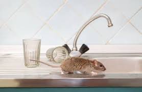 Panama city fl pest control. Armor Pest Control Home Facebook