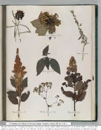On an extended visit to monson when she was two when higginson urged her to come to boston in 1868 so they could formally meet for the first time flowers and gardens: How Many Stamens Has Your Flower The Botanical Education Of Emily Dickinson Books Health And History