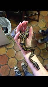 For My Followers Comment What Type Of Ball Pythons You Have I Love Talking About Our Cute Babies If You Don T Have One Cute Snake Pet Snake Ball Python