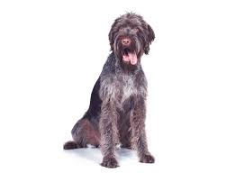 Diese zahl kann je nach rasse und gesundheitszustand variieren. Senior Altersgruppe Hundefutter Happy Dog