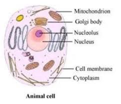Animal cell diagram for grade 7. Lakhmir Singh Science Class 8 Solutions Chapter 8 Cell Structure And Functions Learn Cbse