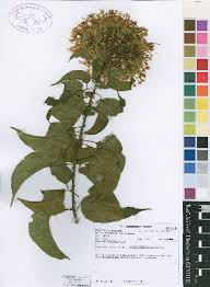 Image result for Clerodendrum pleiosciadium