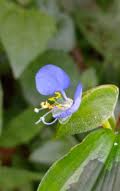 Image result for Commelina triangulispatha
