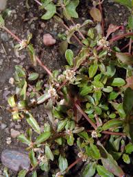 Image result for Centemopsis fastigiata