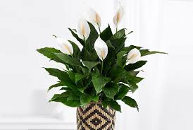 While flowers derived from the lily family are toxic to many species of animals, the most common lily that we all know and love is toxic to cats only. Peace Lily Care Guide Growing Information And Tips Proflowers