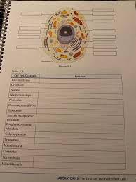 Check spelling or type a new query. Exercise 1 Analysis Of Eukaryotic The Animal Cell Chegg Com