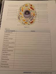 Check spelling or type a new query. Exercise 1 Analysis Of Eukaryotic The Animal Cell Chegg Com