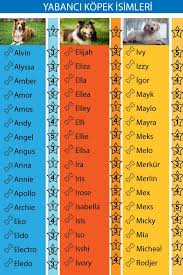 Kopek Turleri Kopek Wallpaper Kopekturleri Pinterest Te