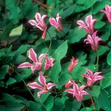 A beautiful cultivar introduced into the uk by ernest markham in 1934 (according to the international register; The Many Faces Of Clematis Finegardening