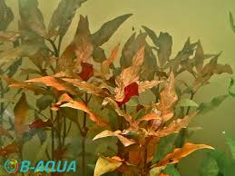 Image result for Aponogeton vallisnerioides