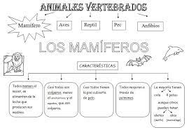 Dibujos De Animales Vertebrados E Invertebrados Para Colorear Imagui Mamiferos Aula De Ciencias Ciencias Naturais