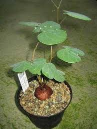 Image result for Tylosema esculentum