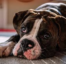 Akc boxer's uk & euro lines. 8 Boxer Facts You Might Not Know American Kennel Club