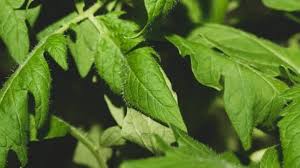 We did not find results for: Why Are My Tomato Plant Leaves Curling Inward Plantophiles