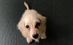 Maybe you would like to learn more about one of these? Olive The Mini Dachshund With A Mega Love For Life