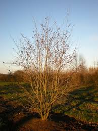 Maybe you would like to learn more about one of these? Stewartia Pseudocamellia Koreana Korean Stewartia Van Den Berk Nurseries