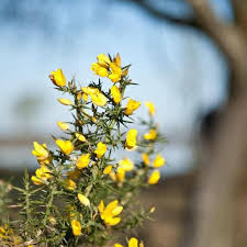 Image result for Broom Yellow 2018 Fleet