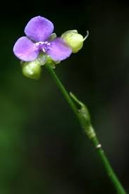 Image result for Aneilema