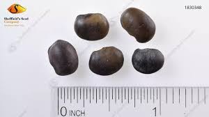 Image result for Styphnolobium