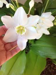 Check spelling or type a new query. 81 Amazon Lily Ideas Lily Plants Flowers